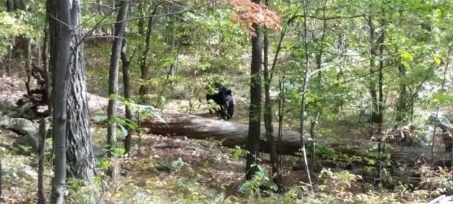 Bear Photos Taken Before Deadly Attack