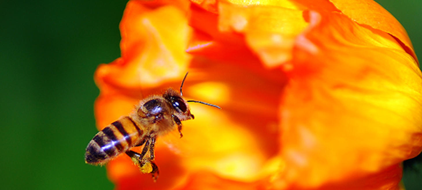 Getting Started Guide to Close-up Photography