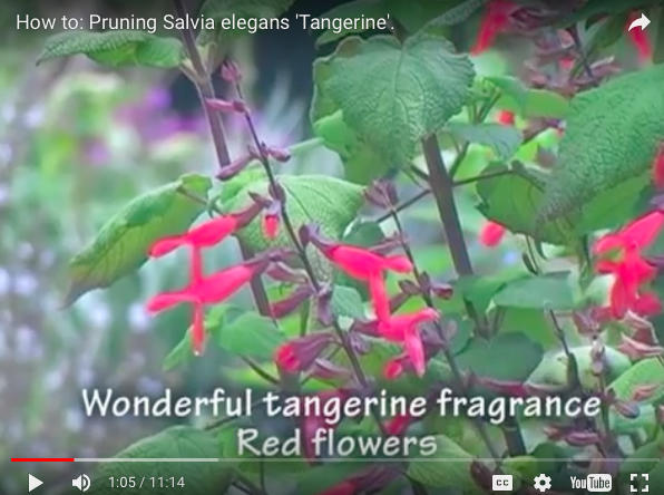 Video: How to Prune Salvia elegans 'Tangerine'