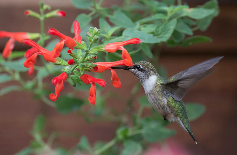 Where Do Hummingbirds Get All that Energy?