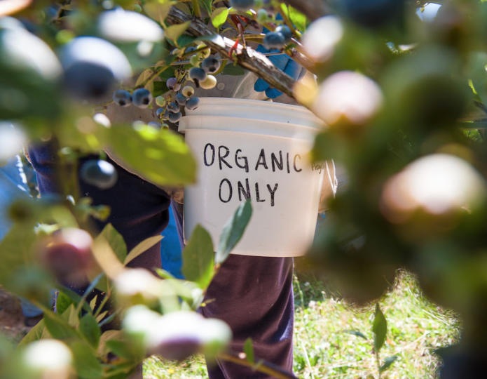 Nothing Beats Bug Patrol for Organic Gardeners