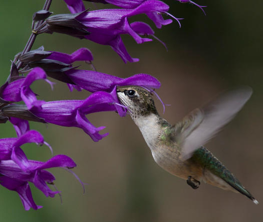 Time to Register for Salvia Summit III in Berkeley, CA