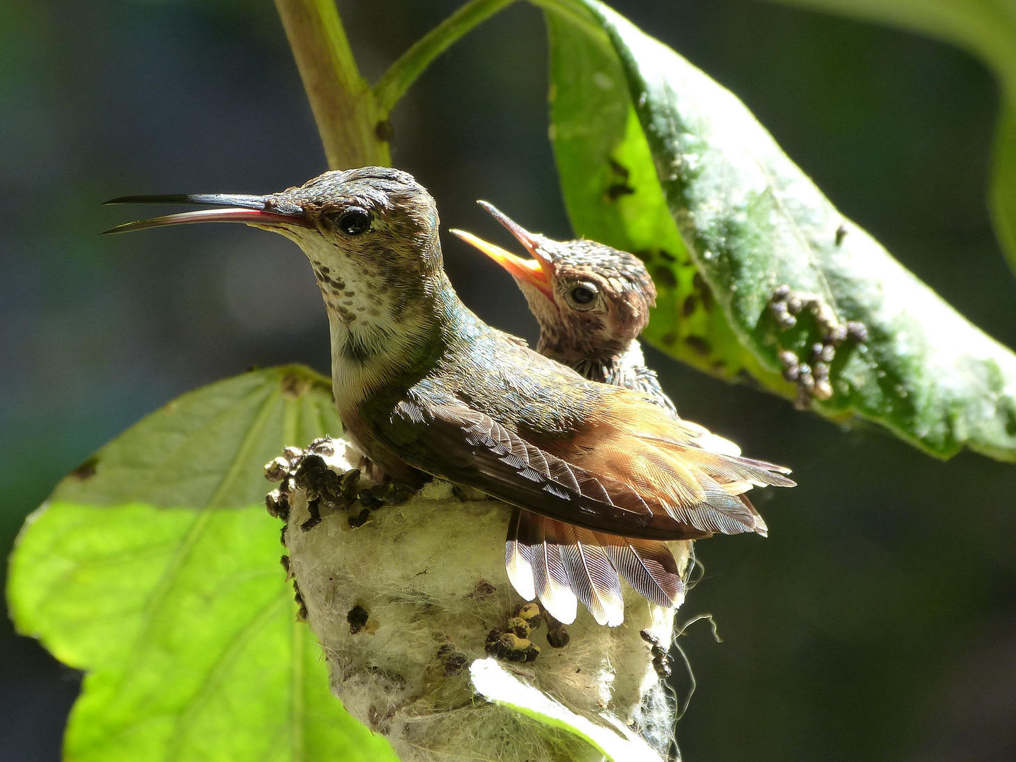 A 'Charm of Hummingbirds' & Other Group Nouns for Birds