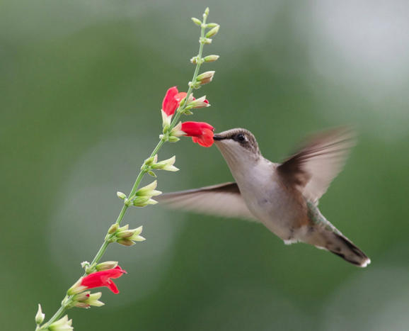 Sage Experts: Nancy Newfield, Hummingbird Gardener, Part II