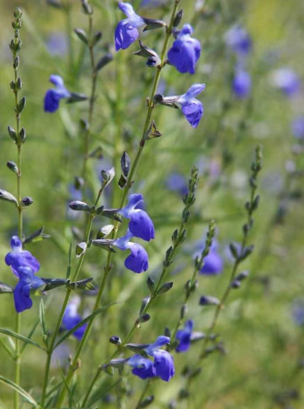 Plant Select Includes Salvia reptans Variety in Its Top 2016 Picks