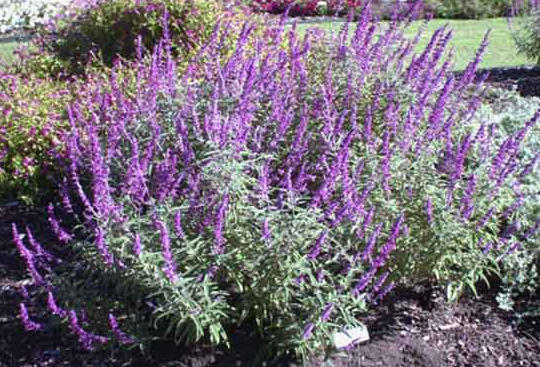 Salvias for the Roller Coaster Climate of the Mid-Atlantic