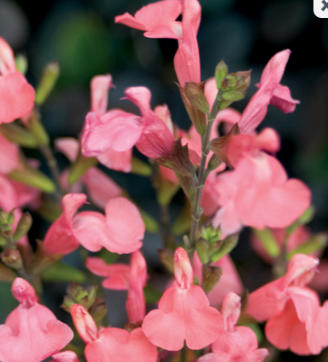 Norfolk Botanical Names Lots of Salvias to 2016 Pollinator List