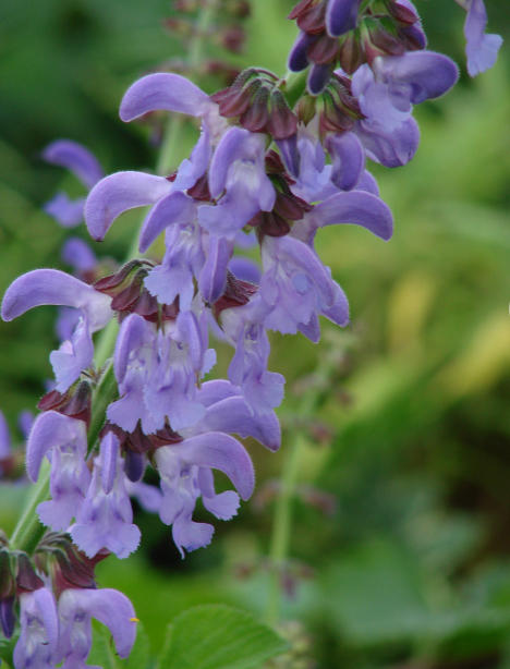 Study Published on Salvia miltiorrhiza's Cancer Fighting Potential