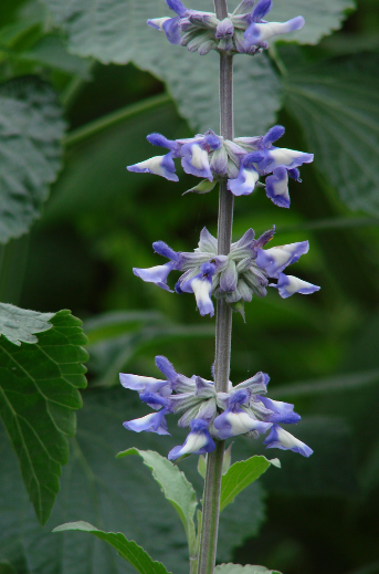 Blue Salvia farinacea Attracts Pollinators at Fort Ticonderoga