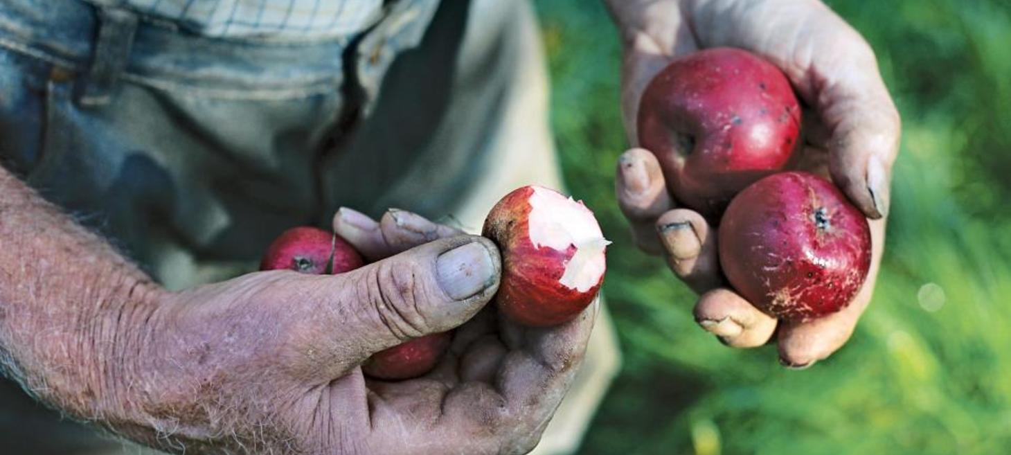 New Cider Institute To Guide Fast-Growing Industry