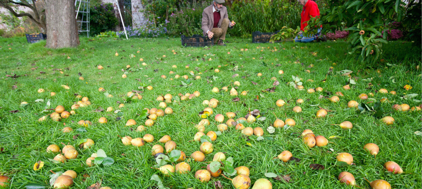 Raise A Glass To Perry, Craft Cider's Pear Cousin