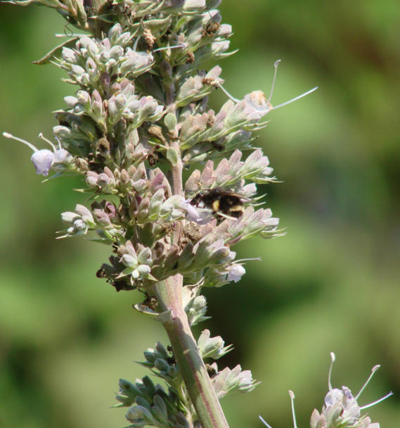 Sacred Sage: The Tongva Tribe & Coastal Sages