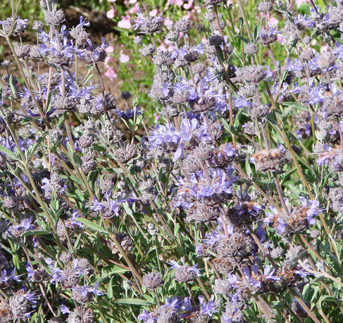 Salvias Down South: Southern California Butterfly Favorites