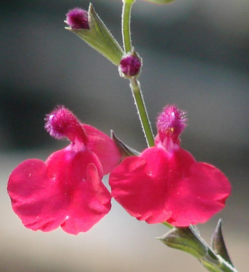 Sedona AZ Hummingbird Festival Presentations Announced