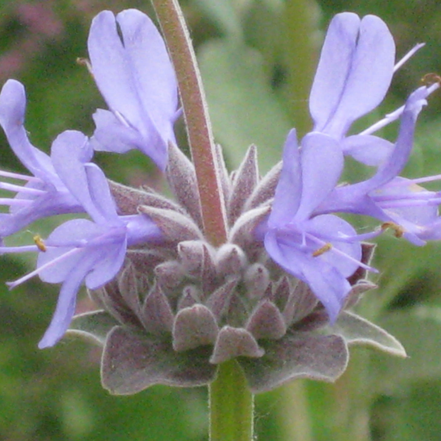 The secret to adding Cleveland sage to your garden