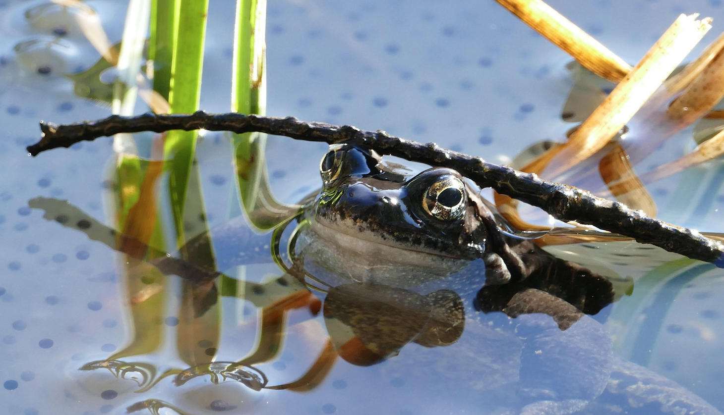 Creating Abodes for Frogs and Toads in Gardens