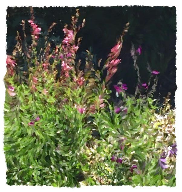 Spring-to-Autumn Bloom in Dry Western Salvia Gardens