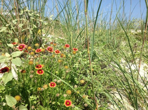 Jenks Farmer Includes Salvias in Sand Dune 'Meadow' Garden