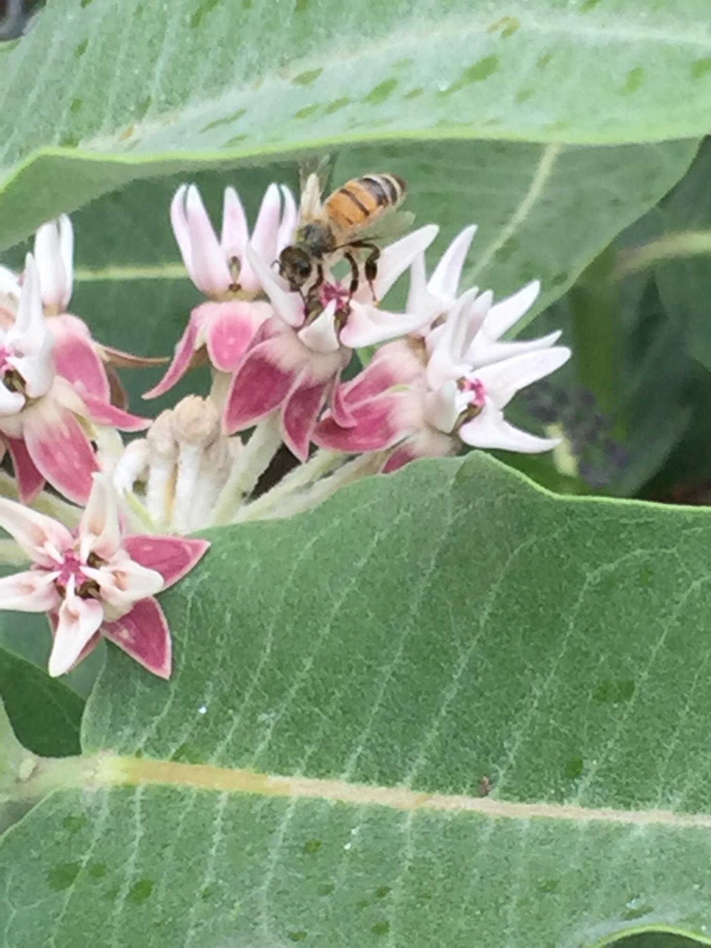 Study: Bees Prefer Nectar to Soda Pop