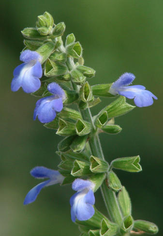 Help FBTS by Voting on a New Salvia