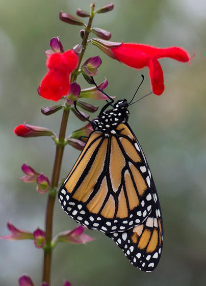 Where Are All the Monarchs?