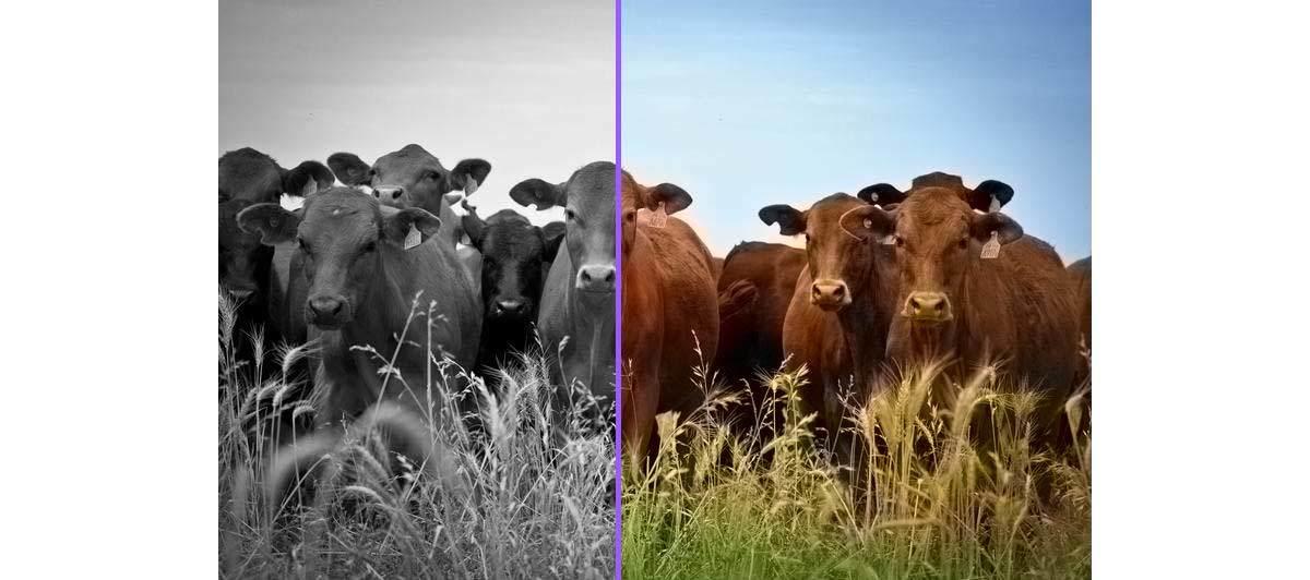 Colorize Photos