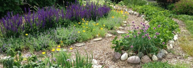 Salvias Anchor Edible Landscape