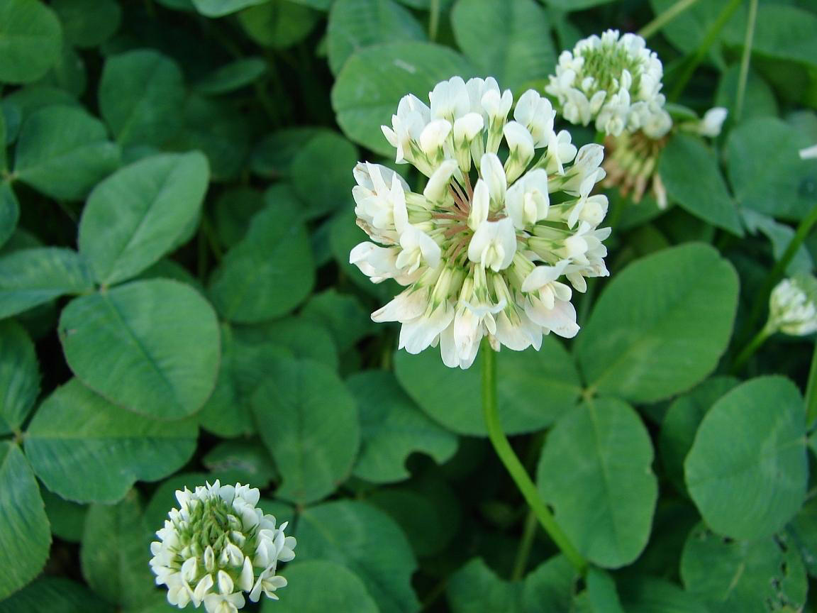 British Garden's Plants Are Testing Air Quality