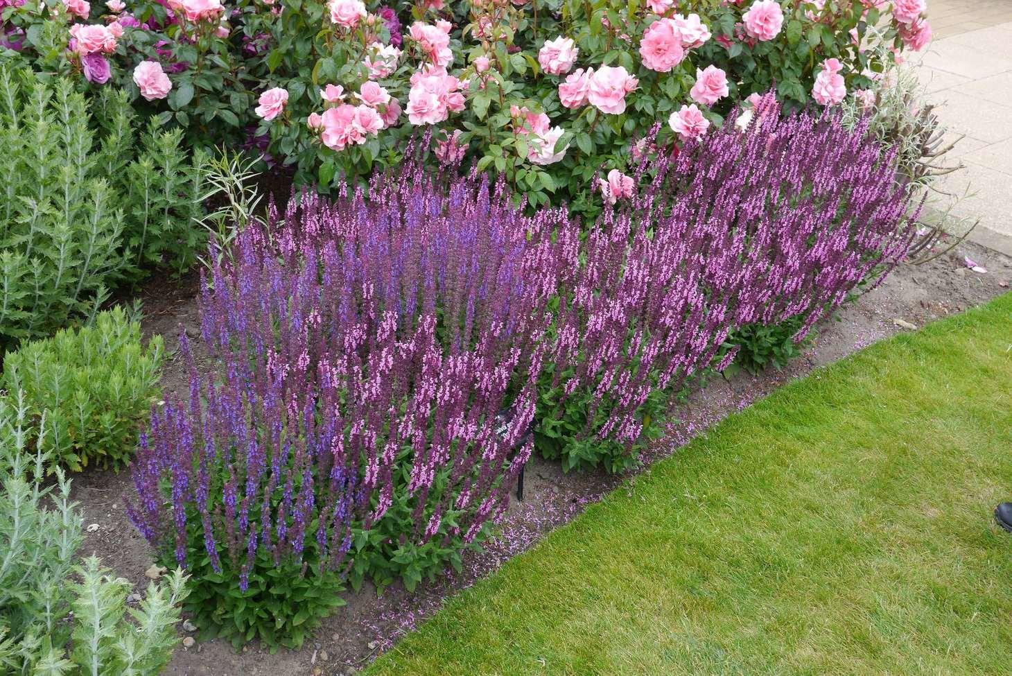 Hiding the Bare Legs of Roses with Salvias