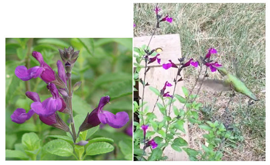 Monrovia Introduces Salvia VIBE® Ignition Purple for 2017