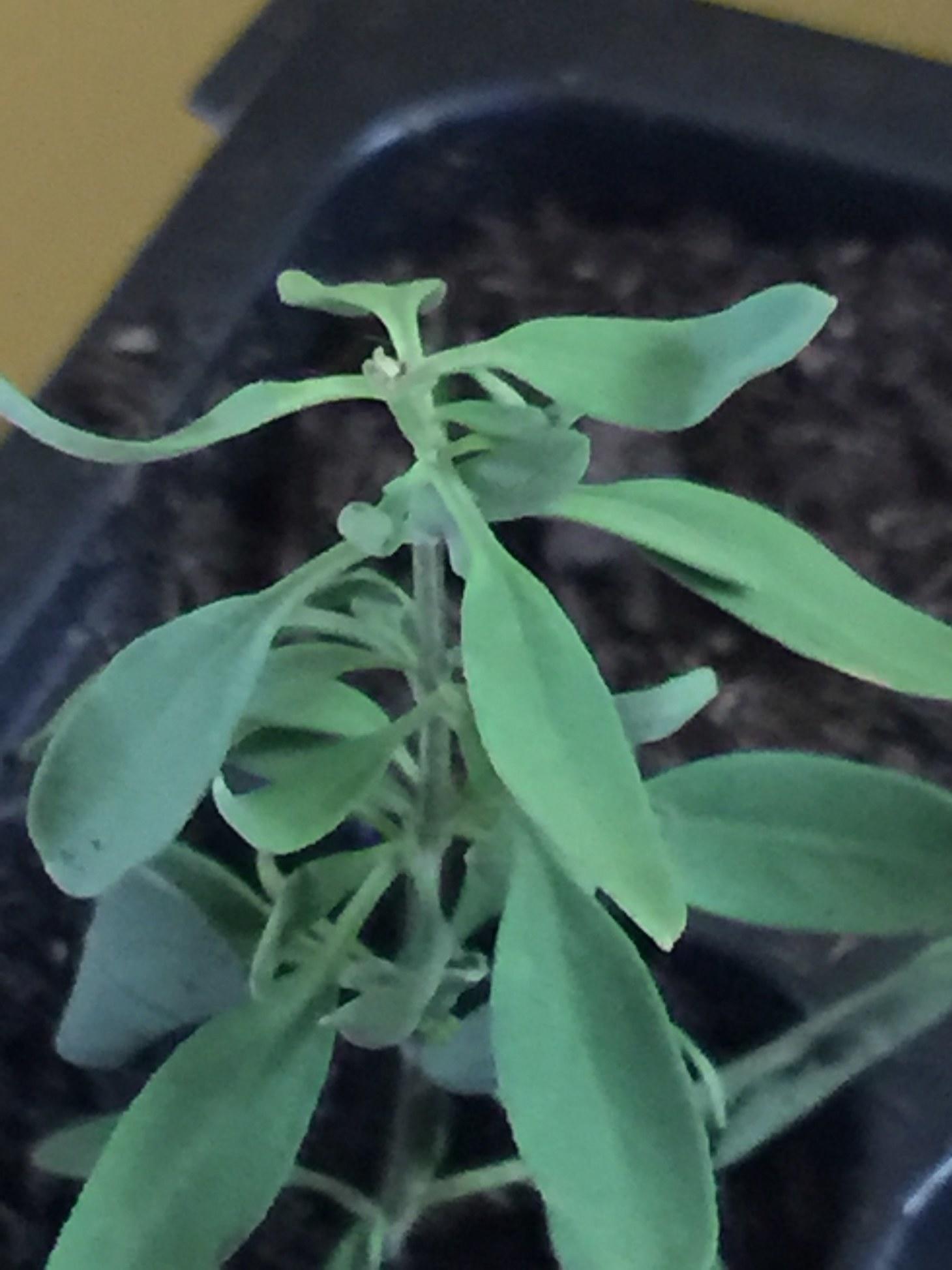 Photo Guide: Growing Salvias from Cuttings