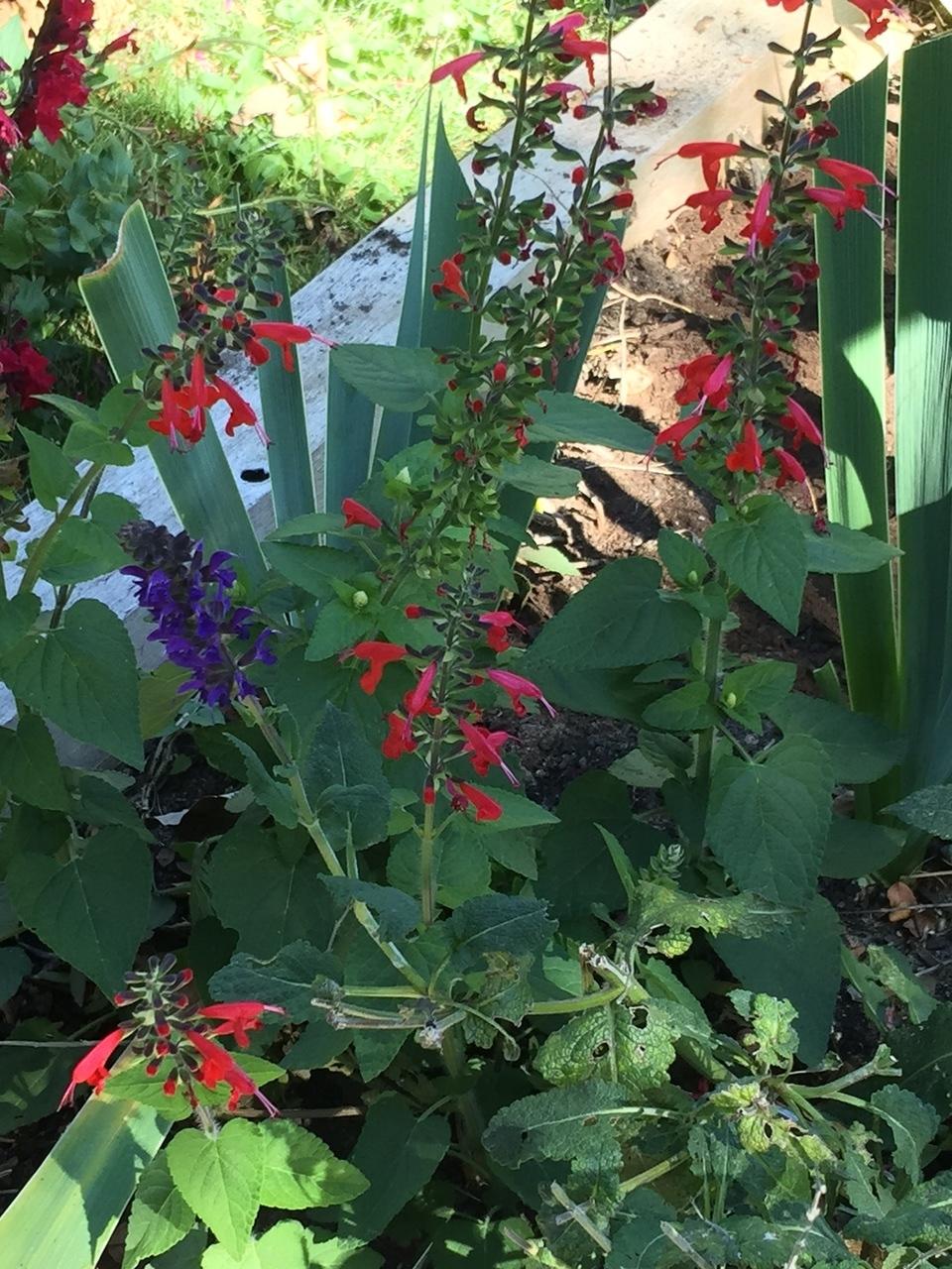 A Hummingbird 5-Plant Garden in San Diego