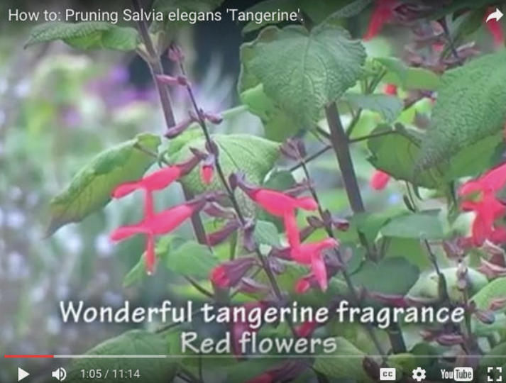 Video: How to Prune Salvia elegans 'Tangerine'