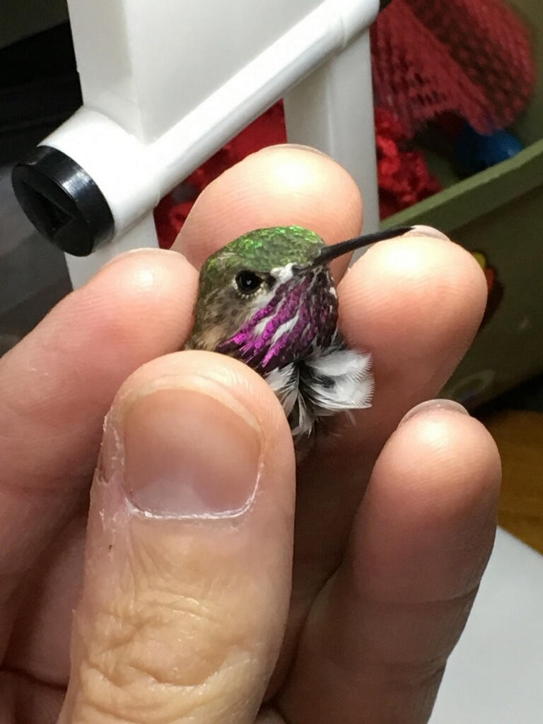 Sage Experts: Nancy Newfield, Hummingbird Gardener, Part III