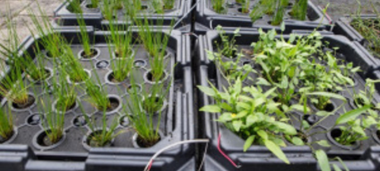 Dutch Startup Produces Electricity from Green Plants
