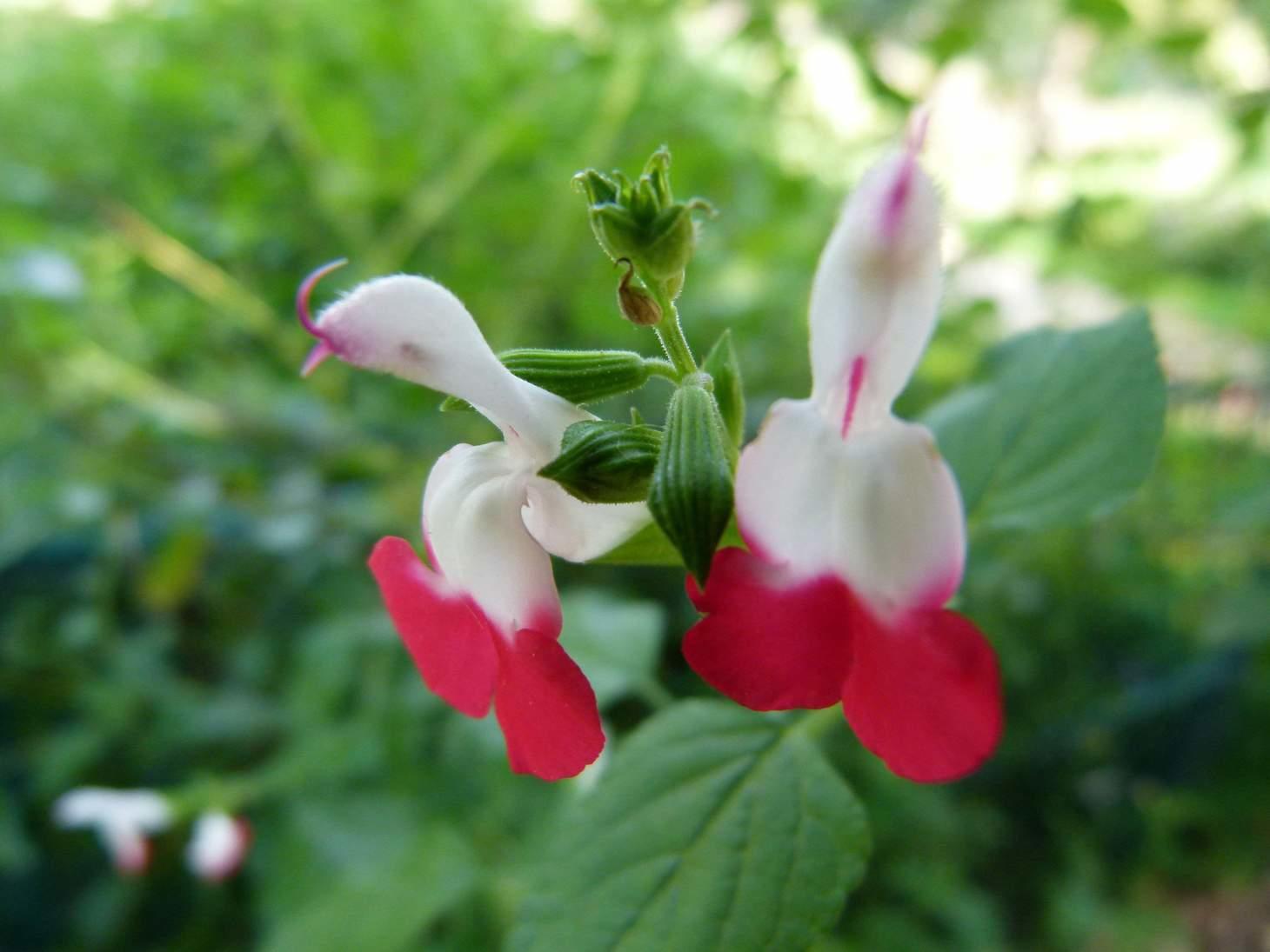 Alan Titchmarsh on Planting Salvias in Late Summer