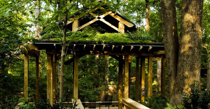 Salvia Takes Root on Mississippi Green Roofs