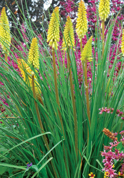 Fall Planting: 10 Top Butterfly and Hummingbird Favorites