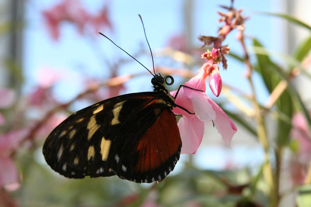 Fun Butterfly Facts from Lewis Ginter Botanical Garden