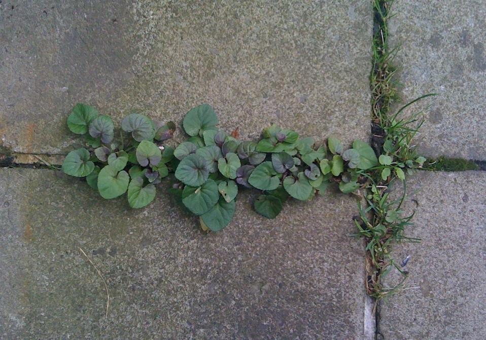 A Library of Common Weeds