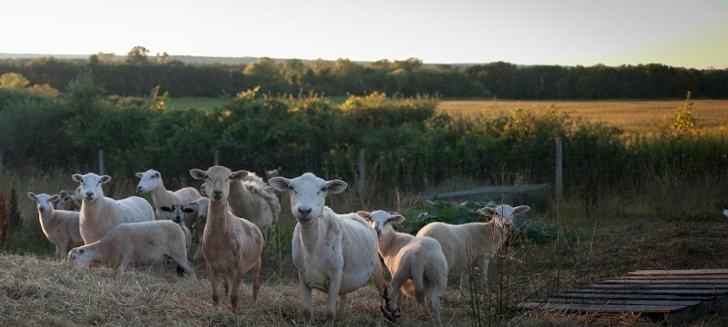 Biodynamic Cider: The Other Organic