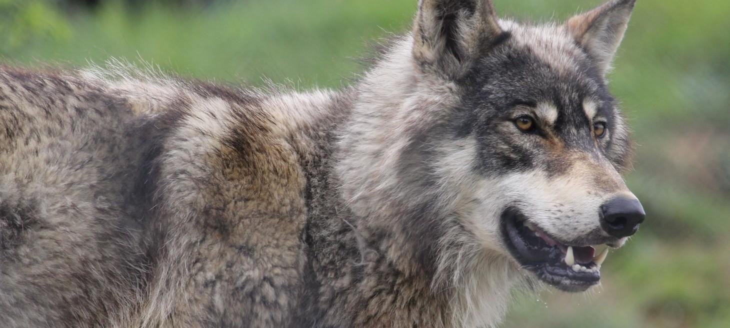 Fear Makes The Wolf Look Bigger