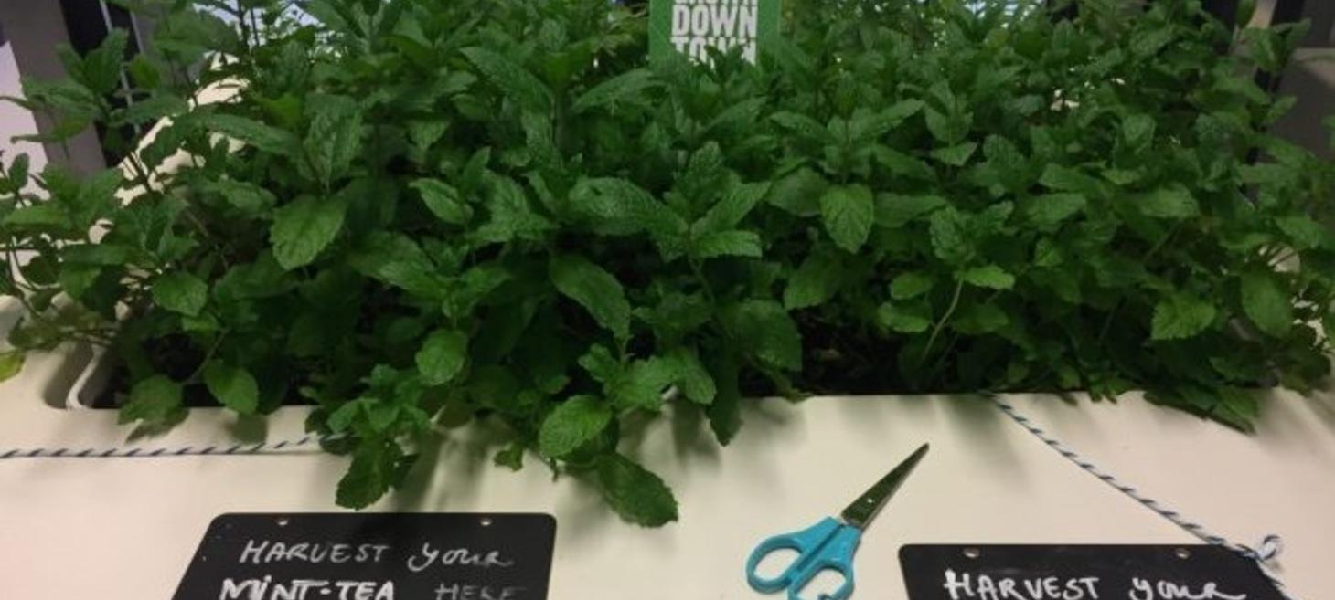 The seven startups of Let it Grow will make your life greener