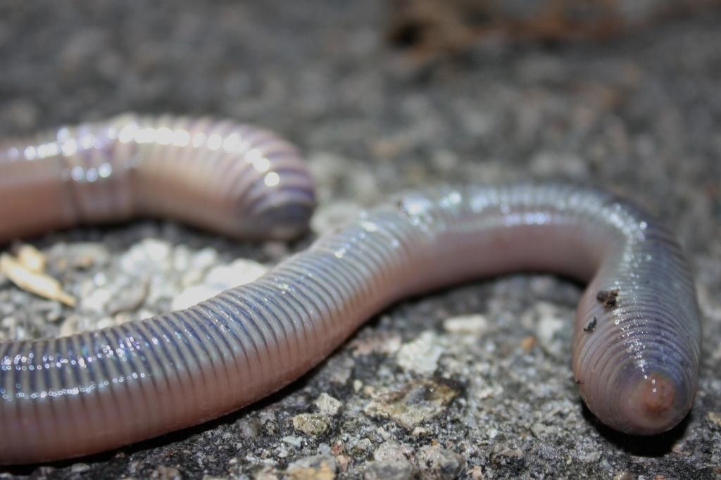 Meet a Mega Earthworm Named Dave