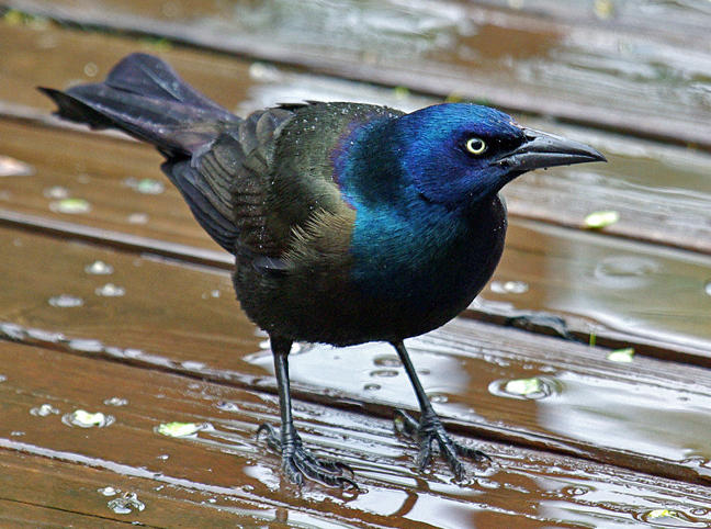 How Birds Make Colorful Feathers