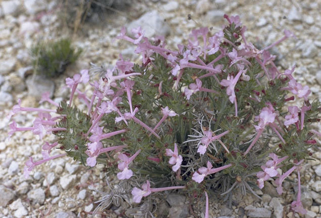Salvia whitehousei: Funding a Research Project