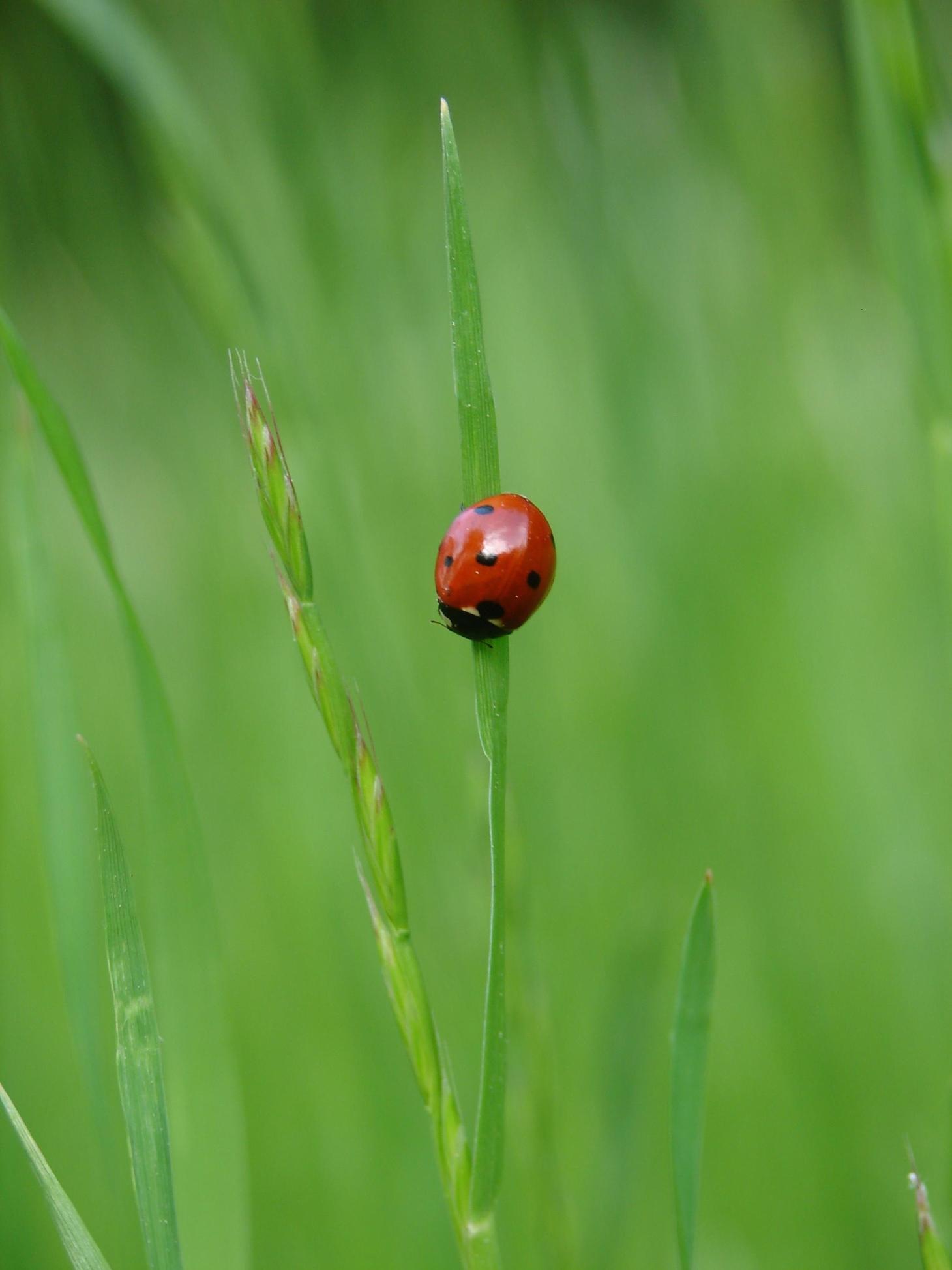 Neonic Coatings May Endanger Predatory Insects