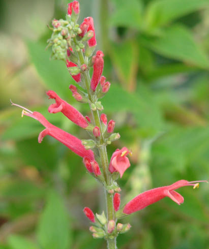 Overwintering Sage Rewards Cold Climate Gardener