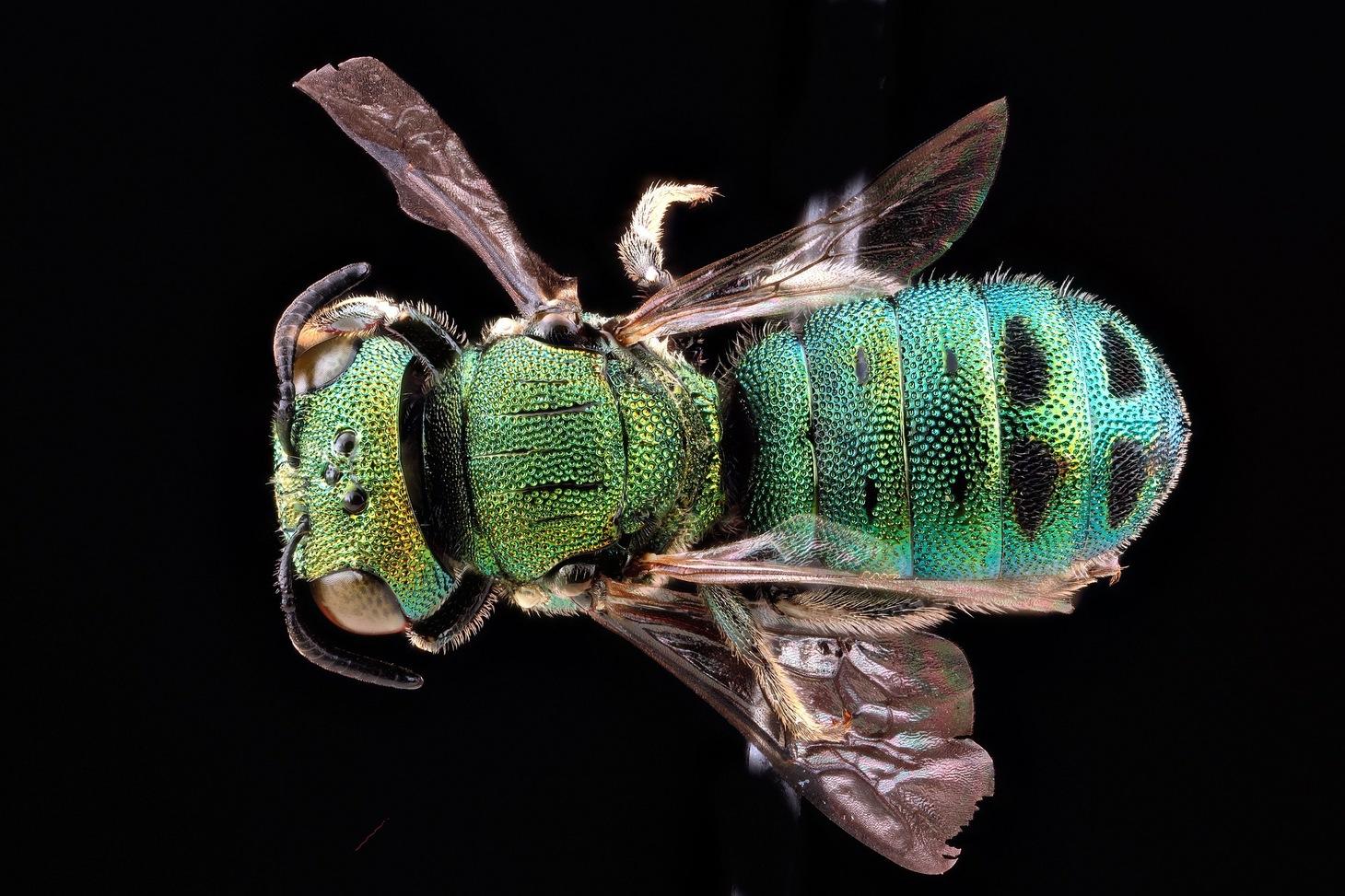 Nine Native Bees You Should Know About