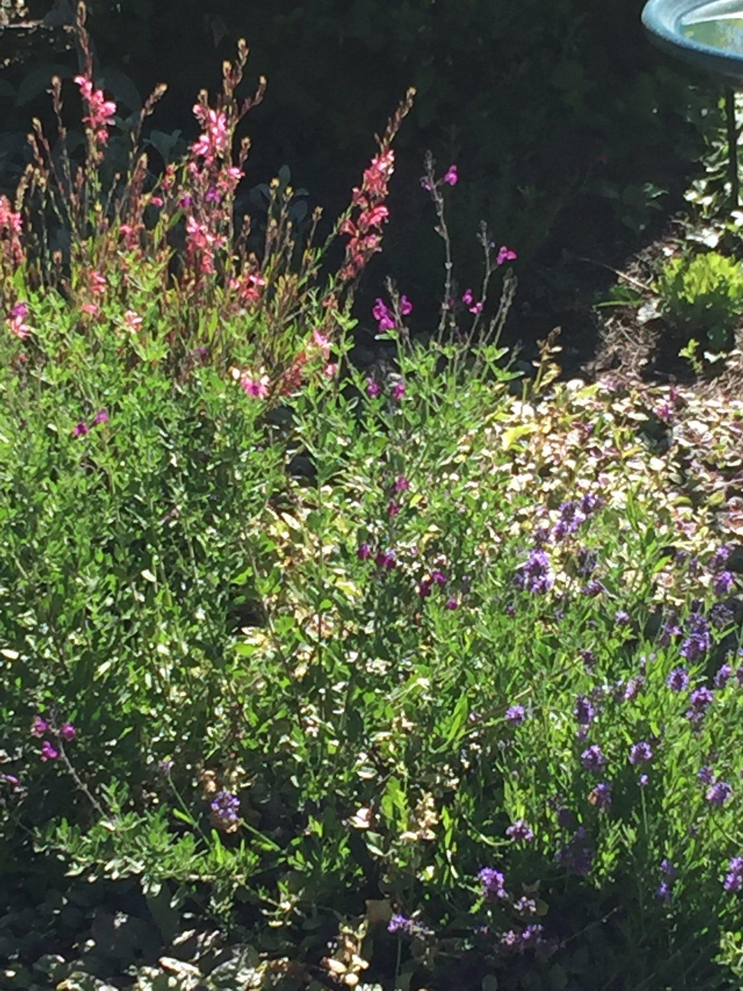 Getting Started: What Is Drought and Xeriscaping